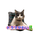 ハチワレのこた③（個別スタンプ：17）