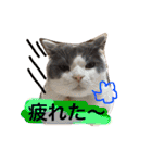 ハチワレのこた③（個別スタンプ：20）