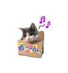 ハチワレのこた③（個別スタンプ：22）
