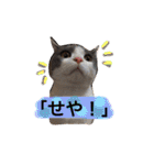 ハチワレのこた③（個別スタンプ：23）