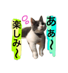 ハチワレのこた③（個別スタンプ：25）