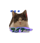 ハチワレのこた③（個別スタンプ：26）