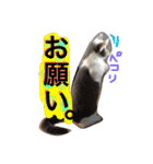 ハチワレのこた③（個別スタンプ：28）