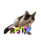 ハチワレのこた③（個別スタンプ：30）