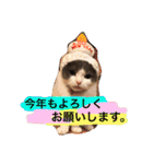 ハチワレのこた③（個別スタンプ：31）