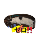 ハチワレのこた③（個別スタンプ：32）