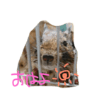 デグー ぽてちのスタンプ（個別スタンプ：1）