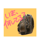 デグー ぽてちのスタンプ（個別スタンプ：8）