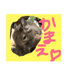 デグー ぽてちのスタンプ（個別スタンプ：9）