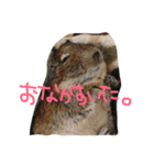 デグー ぽてちのスタンプ（個別スタンプ：12）