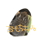 デグー ぽてちのスタンプ（個別スタンプ：16）