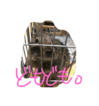 デグー ぽてちのスタンプ（個別スタンプ：20）