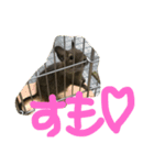 デグー ぽてちのスタンプ（個別スタンプ：21）