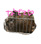 デグー ぽてちのスタンプ（個別スタンプ：23）