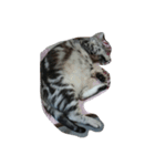 ねこ部 1.1（個別スタンプ：2）