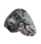 ねこ部 1.1（個別スタンプ：3）