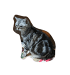 ねこ部 1.1（個別スタンプ：13）