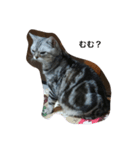 ねこ部 1.1（個別スタンプ：16）