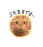 うさぎのうたまる。（個別スタンプ：1）