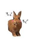 うさぎのうたまる。（個別スタンプ：2）