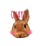 うさぎのうたまる。（個別スタンプ：5）