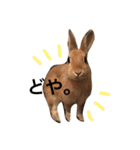うさぎのうたまる。（個別スタンプ：14）
