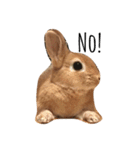うさぎのうたまる。（個別スタンプ：16）