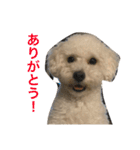 ロコ助（個別スタンプ：10）