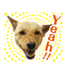 ミックス犬！ ハナちゃん（個別スタンプ：1）