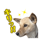 ミックス犬！ ハナちゃん（個別スタンプ：2）