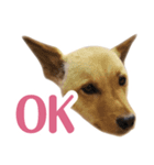 ミックス犬！ ハナちゃん（個別スタンプ：3）