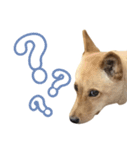 ミックス犬！ ハナちゃん（個別スタンプ：5）