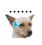 ミックス犬！ ハナちゃん（個別スタンプ：6）