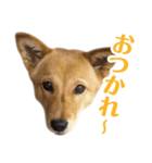ミックス犬！ ハナちゃん（個別スタンプ：7）