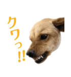 ミックス犬！ ハナちゃん（個別スタンプ：8）