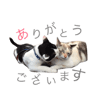 みるもとオレオ（個別スタンプ：1）