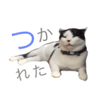 みるもとオレオ（個別スタンプ：2）