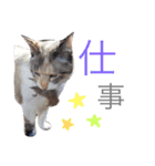 みるもとオレオ（個別スタンプ：3）