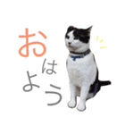 みるもとオレオ（個別スタンプ：6）