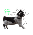 みるもとオレオ（個別スタンプ：8）