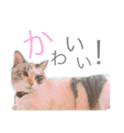 みるもとオレオ（個別スタンプ：10）