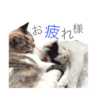 みるもとオレオ（個別スタンプ：14）