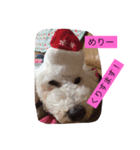 chakun2（個別スタンプ：1）