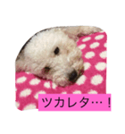 chakun2（個別スタンプ：2）
