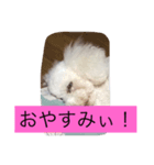 chakun2（個別スタンプ：4）