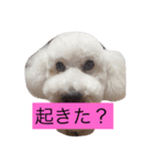 chakun2（個別スタンプ：5）
