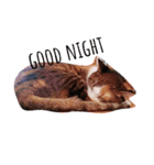 miao_miao（個別スタンプ：1）