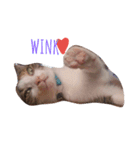 miao_miao（個別スタンプ：7）
