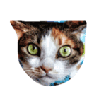 miao_miao（個別スタンプ：8）