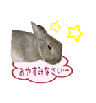 くうちゃん ＆ そらちゃん（個別スタンプ：3）
